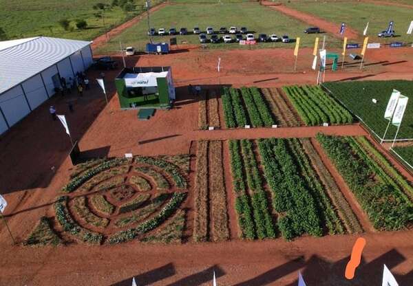 Santa Rosa del Aguaray: lanzan la primera empresa de pequeños productores que industrializará cáñamo - Economía - ABC Color