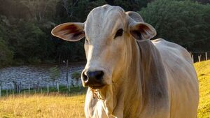 Brasil sanciona ley que regula la clonación y el material genético animal