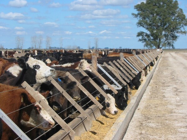 Lejos del muy buen primer semestre, los feedlots precisan una suba del 20% en el precio del animal terminado