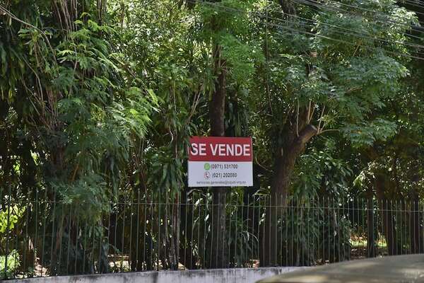 Alerta por tala de árboles en Asunción: ¿otro bosque urbano está en peligro? - Nacionales - ABC Color