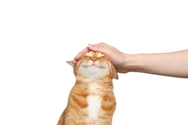 Curiosidades sobre la comunicación animal: qué te está diciendo tu gato - Mascotas - ABC Color