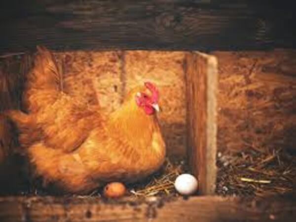 La gallina que empolló patitos | Columnas | 5Días
