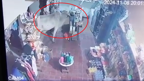 “Era un feroz toro: ¡Qué pucha, me asusté mucho!”