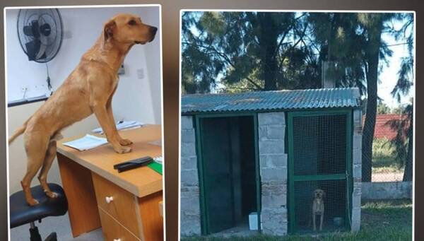 “Apresaron” a un “firulais” que andaba “patoteando” en la calle: mordía al rollete