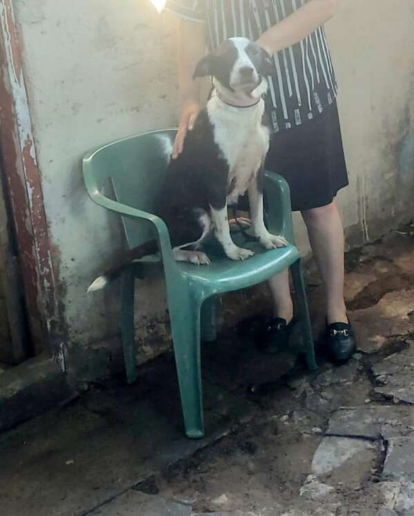Perro aparentemente abandono: Fiscalía intervino una vivienda tras una denuncia - Nacionales - ABC Color