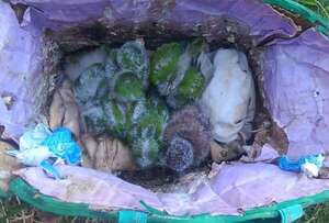Rescatan cotorras y una lechucita que iban a ser comercializadas ilegalmente en Encarnación - Nacionales - ABC Color