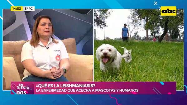 ¿Qué es la leishmaniasis?: la enfermedad que acecha a mascotas y humanos - Ensiestados - ABC Color