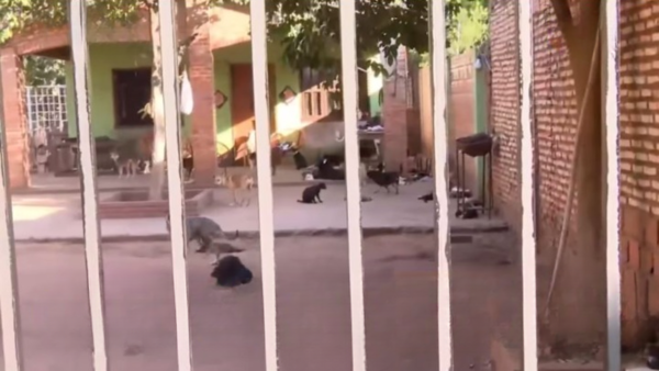 La doña de los michis: Vecinos se quejan de una señora que tiene más de 100 gatos