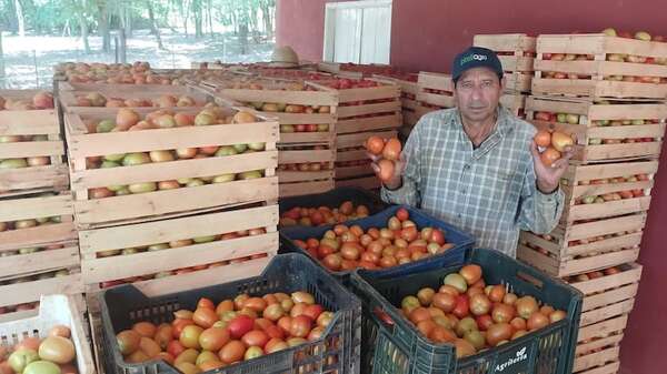 Tomateros enfrentan pérdidas millonarias por bajos precios de exportación a la Argentina - Nacionales - ABC Color