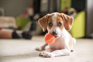 Juegos para estimular la inteligencia de tu perro y tu gato - Mascotas - ABC Color