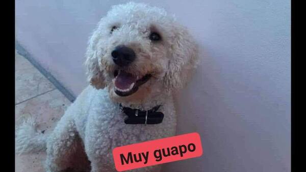 Ofrece hasta G. 5 millones como recompensa por su perrito perdido