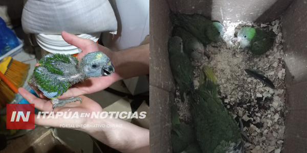 DENUNCIAN VENTA DE ANIMALES SILVESTRES EN LA FERIA MUNICIPAL “LA PLACITA” - Itapúa Noticias
