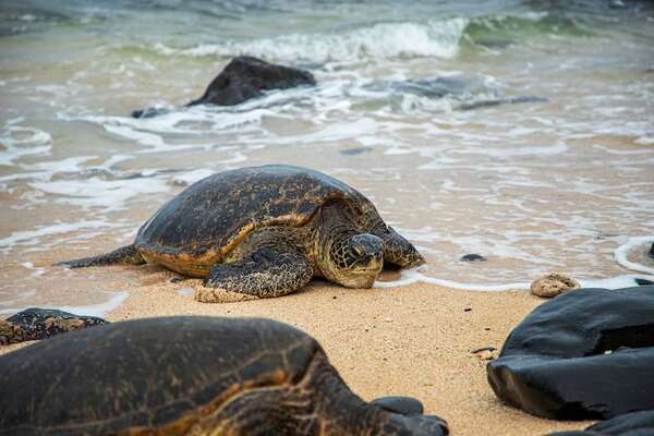 Biodiversidad en peligro: consecuencias científicas de la extinción masiva de especies - Ciencia - ABC Color