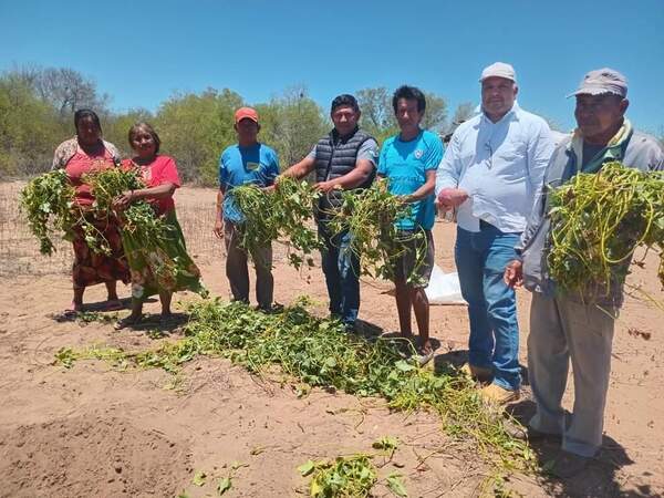 Municipalidad de Boquerón entregó semillas de batata a comunidades indígenas