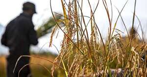La Nación / Arroceros ven horizonte de producción a futuro con un millón de hectáreas sembradas