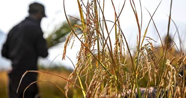 La Nación / Arroceros ven horizonte de producción a futuro con un millón de hectáreas sembradas