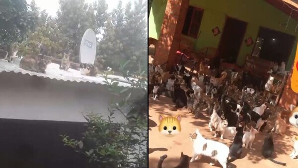 Vecinos se quejan de una doña que tiene 100 gatos y 60 perros