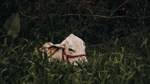 Faenan cinco vacas lecheras de una humilde mujer en Concepción