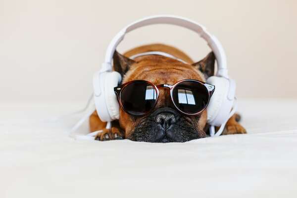Música para reducir el estrés en perros, una solución efectiva y poco invasiva - Mascotas - ABC Color