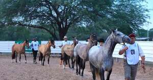 La Nación / Hoy gran remate de caballos criollos de las Ganaderas Sofía y Chajha