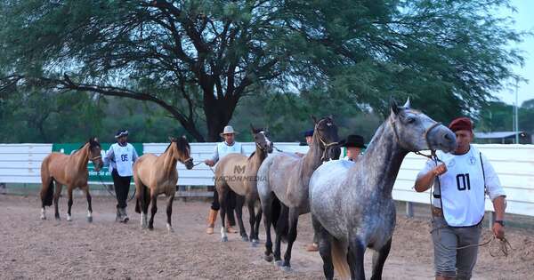 La Nación / Hoy gran remate de caballos criollos de las Ganaderas Sofía y Chajha