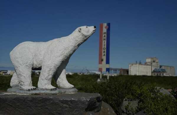 En la capital mundial del oso polar, una comunidad vive con el depredador al lado y lo adora - San Lorenzo Hoy