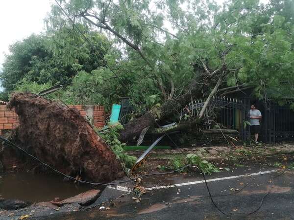 Un enorme árbol cayó sobre vivienda, y muralla de dos familias del barrio San Isidro de San Lorenzo - Nacionales - ABC Color