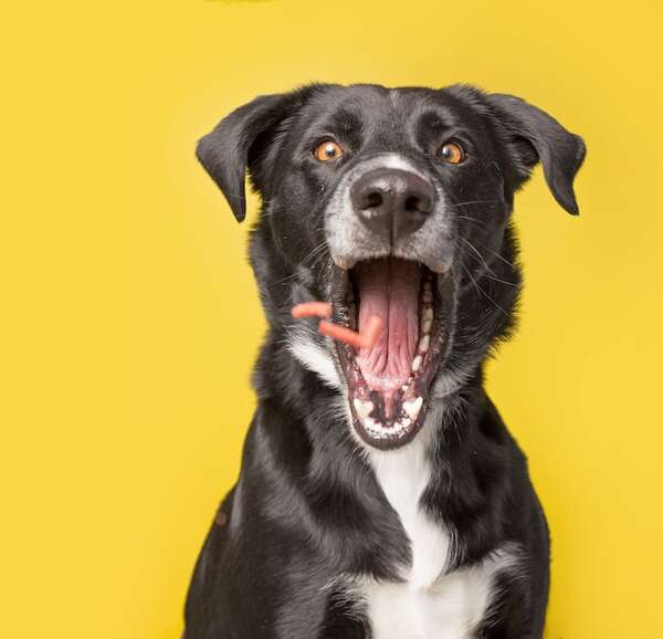 3 recetas caseras de golosinas saludables para perros - Mascotas - ABC Color