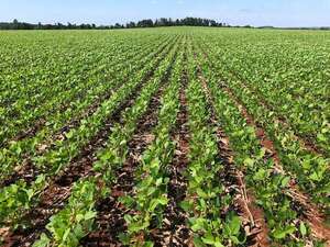 Sector agrícola, con optimismo en torno a un fenómeno de “La Niña” débil - Clima - ABC Color