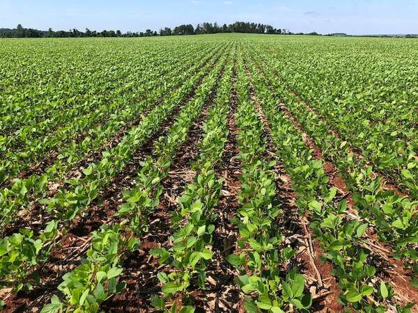 Sector agrícola, con optimismo en torno a un fenómeno de “La Niña” débil - Clima - ABC Color