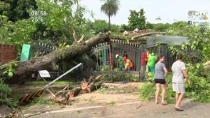 Árbol cayó sobre una casa - SNT