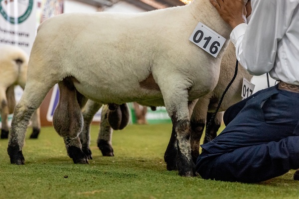 Ferusa remata reproductores Hampshire Down en la 3° feria Full HD, hoy lunes