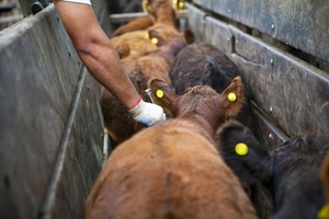 El Gobierno de Javier Milei anunció que habilitará el uso de la vacuna bivalente contra la fiebre aftosa