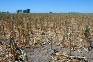 Temen que la falta de lluvias entre diciembre y enero complique la campaña agrícola