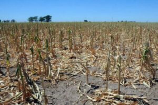 Temen que la falta de lluvias entre diciembre y enero complique la campaña agrícola