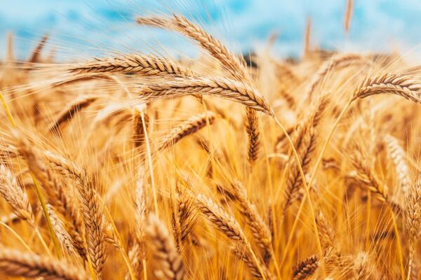 Exportaciones de trigo se duplican y alcanzan USD 106,1 millones hasta octubre - MarketData