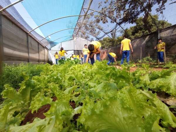 Alumnos de Luque cultivan alimentos en huertas orgánicas - Nacionales - ABC Color