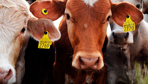 ¿De qué trata la Ley de Identificación Animal que regirá desde el 2025? Te explicamos