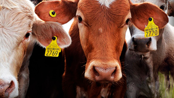 ¿De qué trata la Ley de Identificación Animal que regirá desde el 2025? Te explicamos