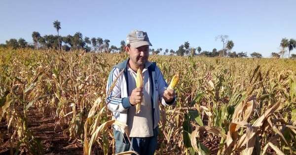 La Nación / Expertos vaticinan una “Niña débil” para el sector productivo