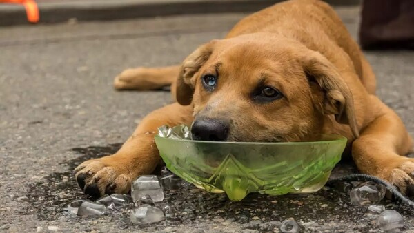 Cuidar a tu perro de las altas temperaturas