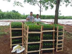 Emprendió en la producción de plantines y hoy es un aliado clave del sector hortícola - La Clave