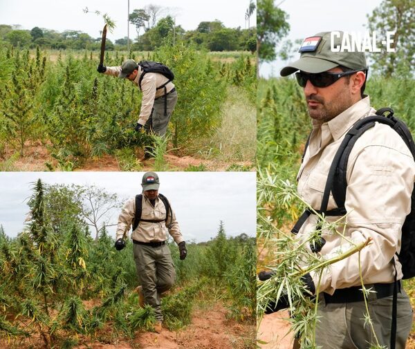 MINISTRO DE LA SENAD DESTRUYE 23 HECTÁREAS DE CULTIVOS DE MARIHUANA