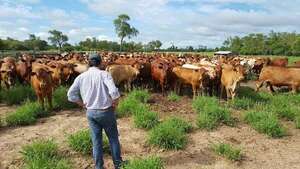 Precio de la carne: productores siguen buscando un consenso con industriales - Economía - ABC Color