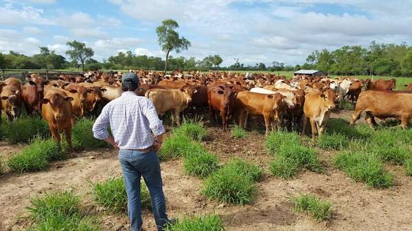 Precio de la carne: productores siguen buscando un consenso con industriales - Economía - ABC Color