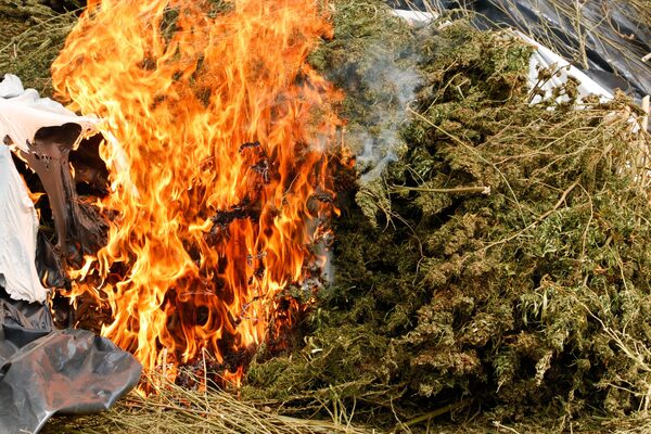 Causan perjuicio de USD 350 millones al narcotráfico, con eliminación de más de 10 millones de Kg. de marihuana - .::Agencia IP::.