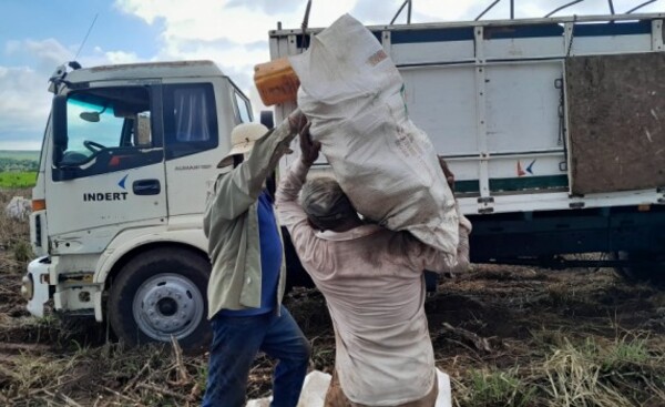 Más de un millón de kilos de mandioca transportados por el Indert