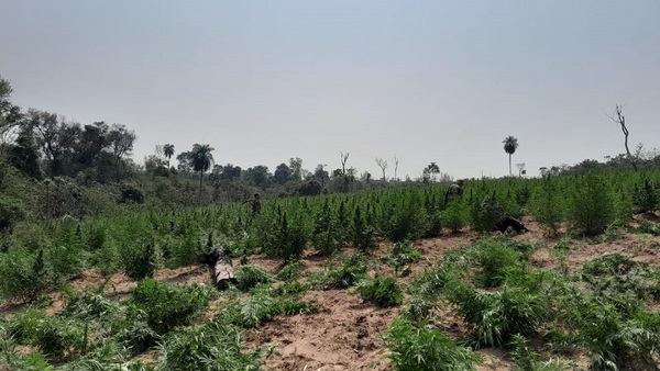 SENAD ataca cultivos mecanizados de marihuana en la zona de Maracaná