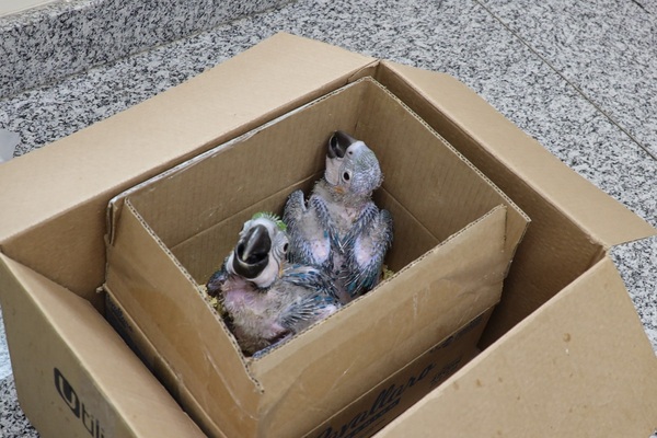 Itaipu recibió pichones de guacamayo azul y amarillo rescatados del tráfico ilegal - .::Agencia IP::.