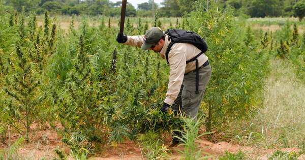 La Nación / Operativo Jejuí: buscan erradicar cultivos mecanizados de marihuana en Canindeyú